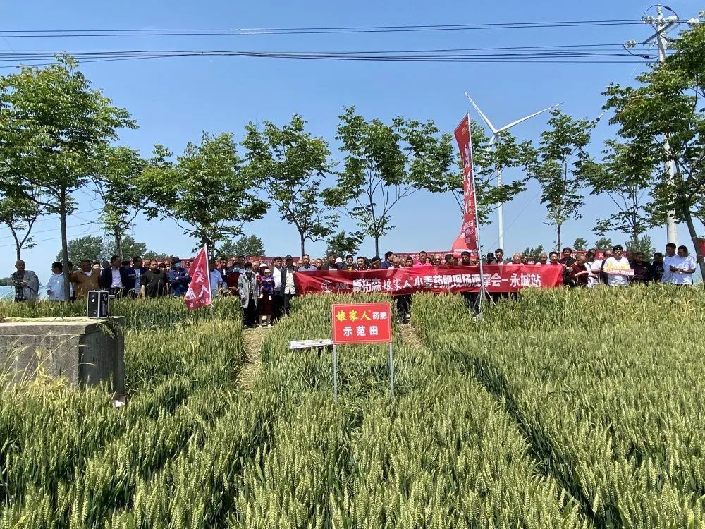 2021年康拓森永城站娘家人小麥藥肥觀摩會完滿結(jié)束！