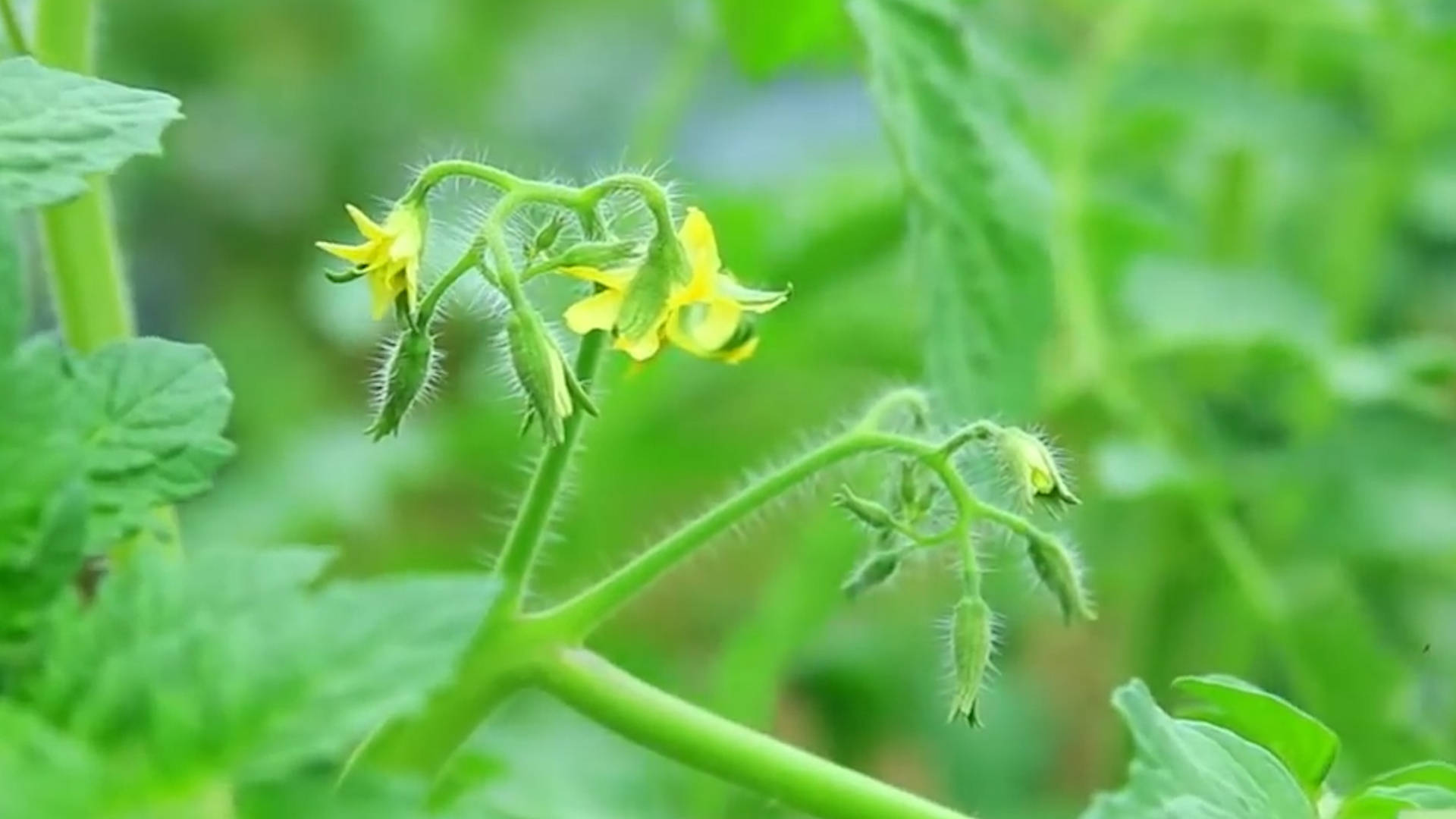 該死的“重茬”怎么辦？來看看咋解決