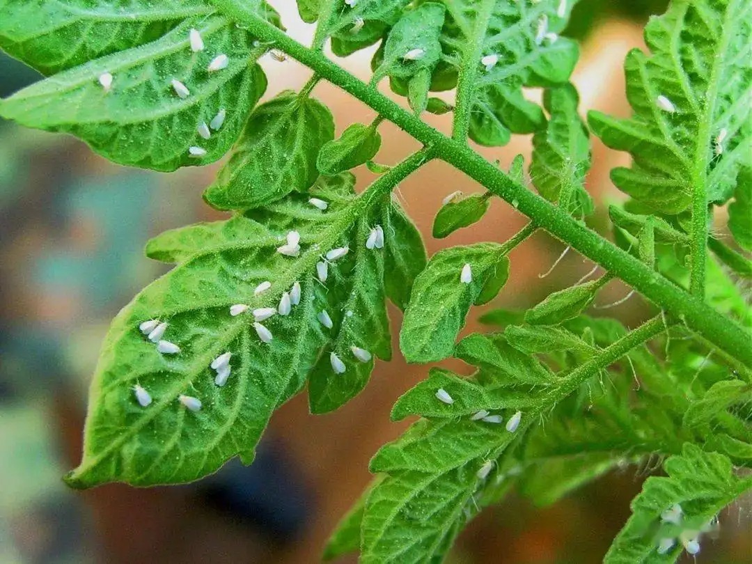 白粉虱打不干凈？教你打！