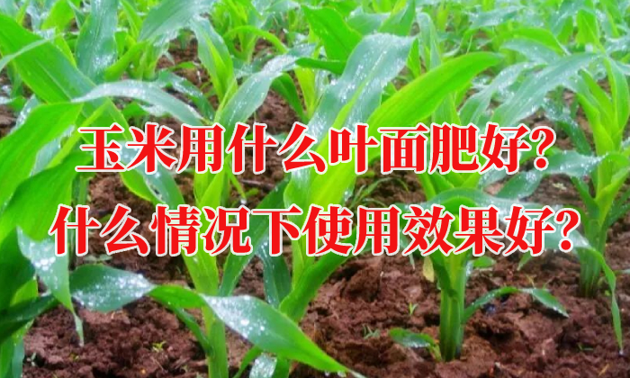 玉米用什么葉面肥好？什么情況下使用效果好？