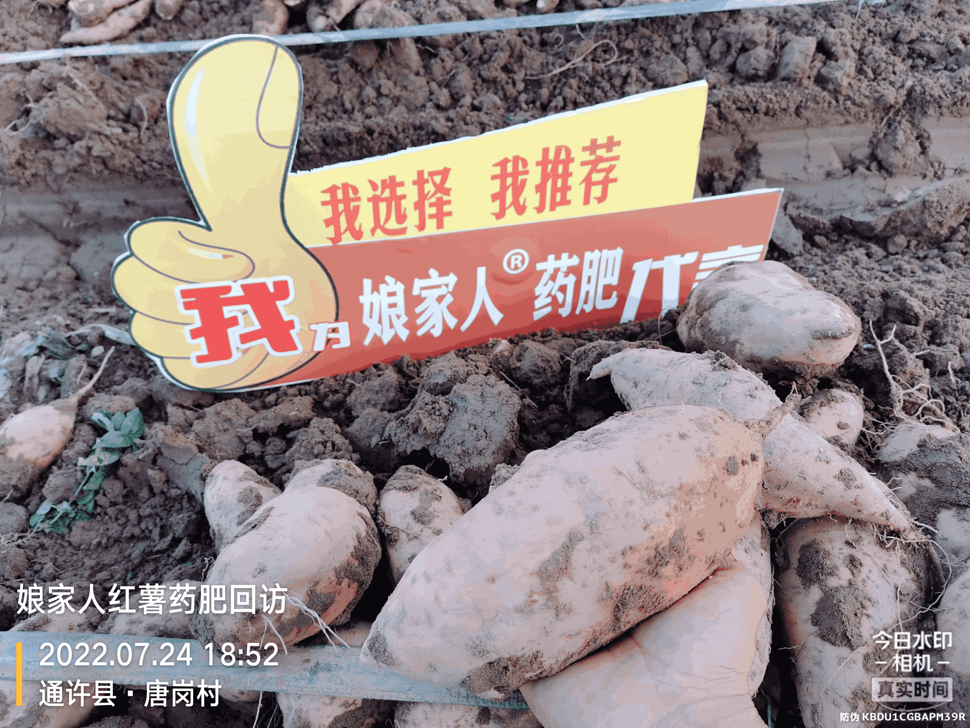 紅薯豐收，用了娘家人，“薯”你最棒！