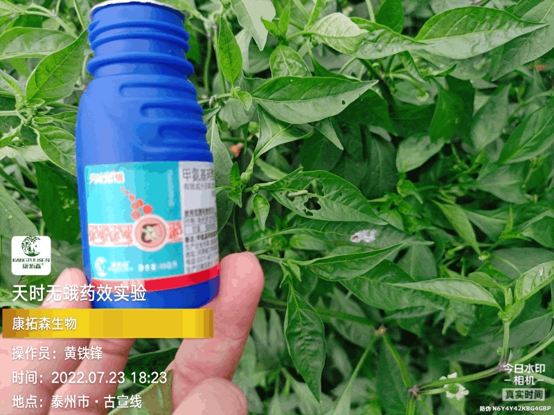 辣椒成為青蟲的“自助餐”，還好有你，天時(shí)無蛾！