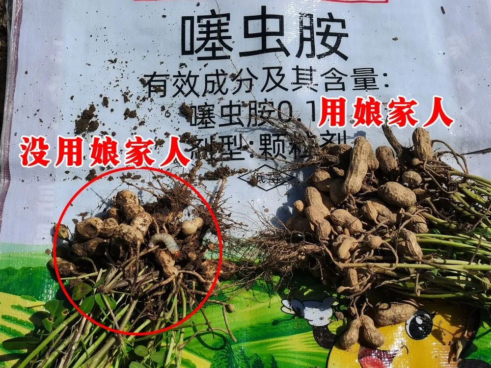 金秋花生回訪，農(nóng)戶的信任，來(lái)自于娘家人的肥效